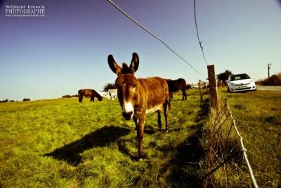 Découvrez le Verso S Grandeur Nature chez Toys Motors La Roche Sur Yon (85) et Les Sables D'olonne