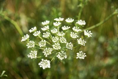 Journée exceptionnelle dessais hybrides Toyota et Lexus sur le circuit de Fontenay le Comte