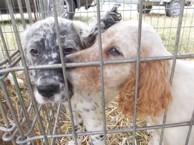 7ème fête de la chasse, de la pêche et de la nature